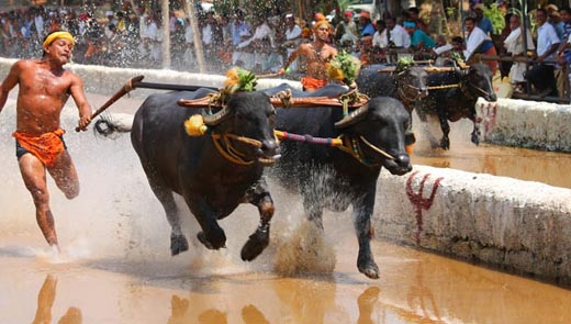 kambala 25 nov 17